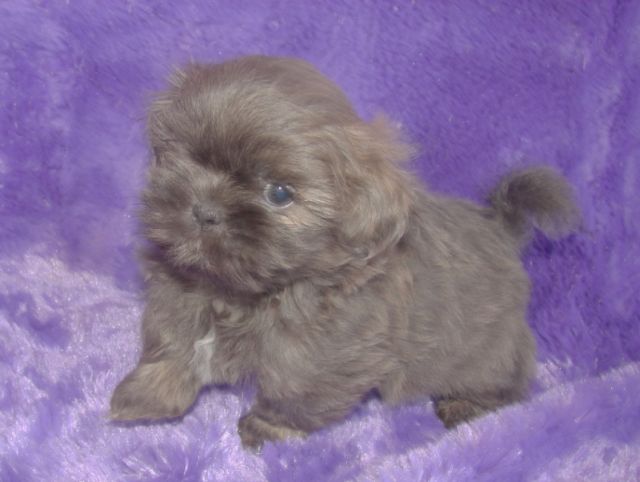 silver shih tzu puppies for sale